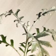 Attēlu rezultāti vaicājumam “Jacobaea paludosa leaf”