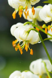 Image result for Lilium martagon Alba