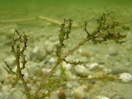 Attēlu rezultāti vaicājumam “Najas marina leaf”