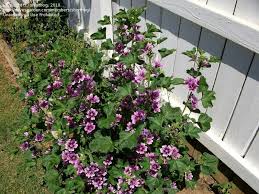 Image result for Malva sylvestris 'Zebrina'