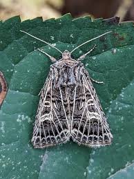 Attēlu rezultāti vaicājumam “Tholera decimalis male”