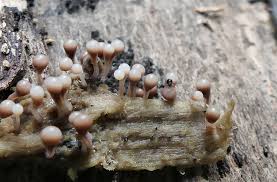 Attēlu rezultāti vaicājumam “Diderma deplanatum spores”