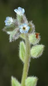 Attēlu rezultāti vaicājumam “Myosotis stricta”