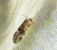 Attēlu rezultāti vaicājumam “Metylophorus nebulosus”