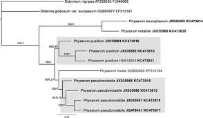 Attēlu rezultāti vaicājumam “Physarum notabile”