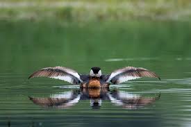 Attēlu rezultāti vaicājumam “Podiceps grisegena adult”
