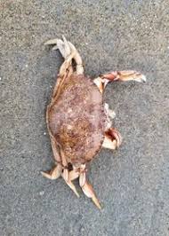 Image result for Cancer irroratus