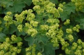 Attēlu rezultāti vaicājumam “Alchemilla subcrenata  flower”