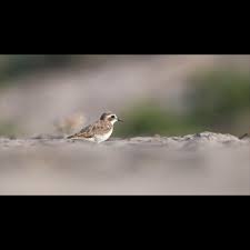 Image result for Charadrius mongolus