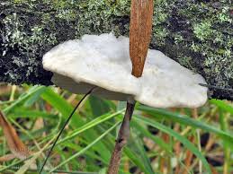 Attēlu rezultāti vaicājumam “Trametes suaveolens”