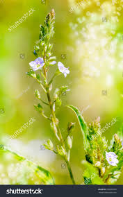 Attēlu rezultāti vaicājumam “Veronica anagallis-aquatica”