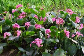 Image result for Bergenie