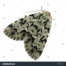 Attēlu rezultāti vaicājumam “Moma alpium”