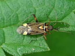 Attēlu rezultāti vaicājumam “Rhabdomiris striatellus imago”