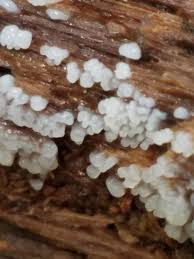 Attēlu rezultāti vaicājumam “Ceratiomyxa fruticulosa spores”