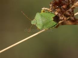 Attēlu rezultāti vaicājumam “Palomena prasina imago”
