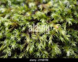 Attēlu rezultāti vaicājumam “Racomitrium heterostichum”