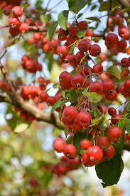 Attēlu rezultāti vaicājumam “Malus”