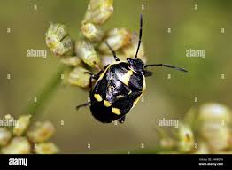 Attēlu rezultāti vaicājumam “Eurydema oleracea imago”