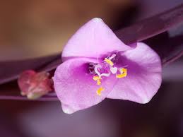 Attēlu rezultāti vaicājumam “Commelinaceae”