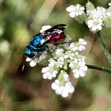 Attēlu rezultāti vaicājumam “Hedychrum sp.”