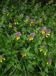 Attēlu rezultāti vaicājumam “Melampyrum nemorosum leaf”