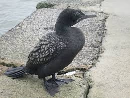 Attēlu rezultāti vaicājumam “Lycogala convexum young”