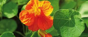 Image result for Tropaeolum majus