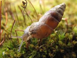 Attēlu rezultāti vaicājumam “Ena montana”