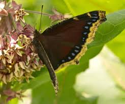 Attēlu rezultāti vaicājumam “Nymphalis antiopa upperside”