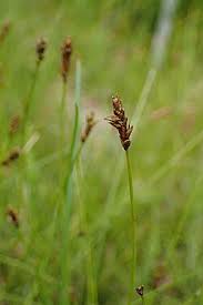 Attēlu rezultāti vaicājumam “Carex dioica”