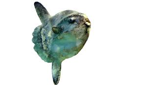 Image result for Mola mola