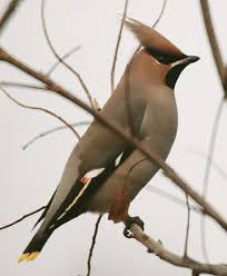 Attēlu rezultāti vaicājumam “Bombycilla garrulus adult”