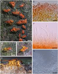 Attēlu rezultāti vaicājumam “Anthostoma decipiens”