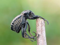 Image result for Brachycerus undatus