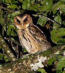 Image result for Otus scops