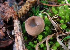 Attēlu rezultāti vaicājumam “Helvella macropus”