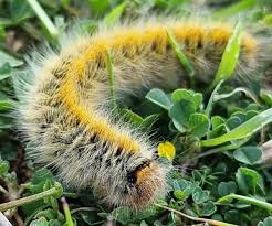 Attēlu rezultāti vaicājumam “Lasiocampa trifolii male”