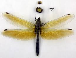 Attēlu rezultāti vaicājumam “Leucorrhinia albifrons female”