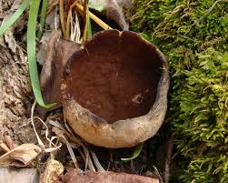 Attēlu rezultāti vaicājumam “Disciotis venosa”