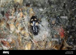 Attēlu rezultāti vaicājumam “Glischrochilus quadripunctatus imago”