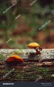 Attēlu rezultāti vaicājumam “Gymnopilus sapineus”