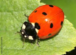 Attēlu rezultāti vaicājumam “Coccinella septempunctata”