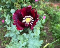 Image result for Papaver somniferum Black