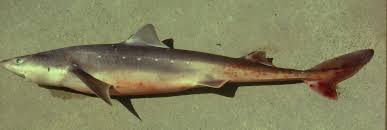 Image result for Squalus acanthias