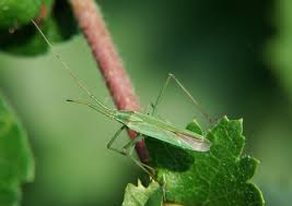 Attēlu rezultāti vaicājumam “Blepharidopterus angulatus imago”