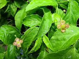 Attēlu rezultāti vaicājumam “Euonymus verrucosus leaf”