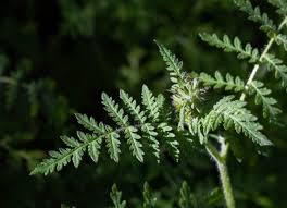 Attēlu rezultāti vaicājumam “Phacelia tanacetifolia leaf”