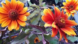 Image result for Heliopsis scabra