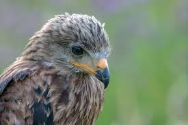 Image result for Milvus milvus